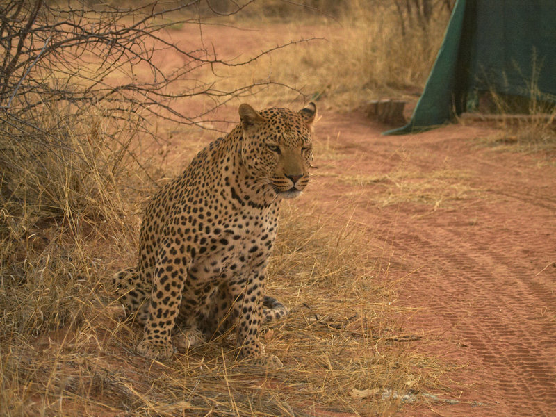 Leopard, Okonjima